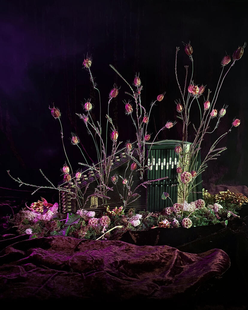 'A Song of Nigella' - Still life photography